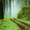 Le chemin à travers la foret